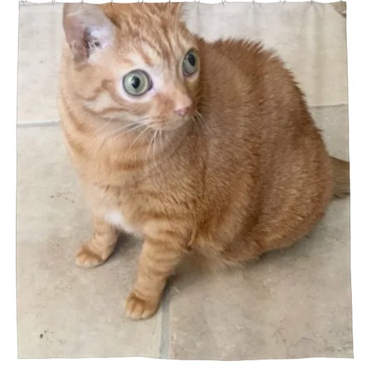 Gordijn voor douche met kat met grote ogen (Voorkant)