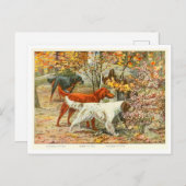 Gordon, Irish, and English Setter Dogs Postcard Briefkaart (Voorkant / Achterkant)
