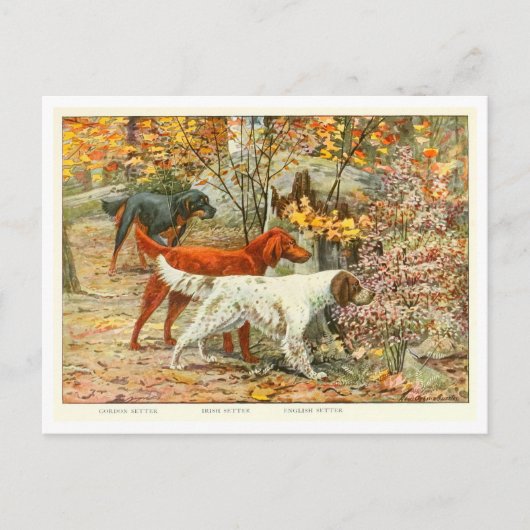 Gordon, Irish, and English Setter Dogs Postcard Briefkaart (Voorkant)