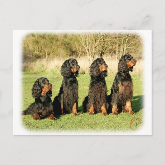 Gordon Setter 9Y105D-080 Briefkaart (Voorkant)