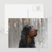 Gordon Setter Ansichtkaart Briefkaart (Voorkant / Achterkant)