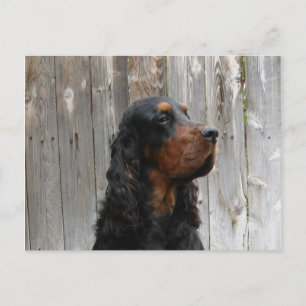 Gordon Setter Ansichtkaart Briefkaart