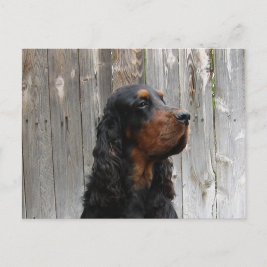 Gordon Setter Ansichtkaart Briefkaart (Voorkant)
