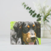 Gordon Setter Dog Briefkaart (Staand voorkant)