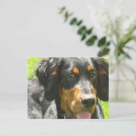 Gordon Setter Dog Briefkaart (Staand voorkant)