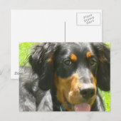 Gordon Setter Dog Briefkaart (Voorkant / Achterkant)