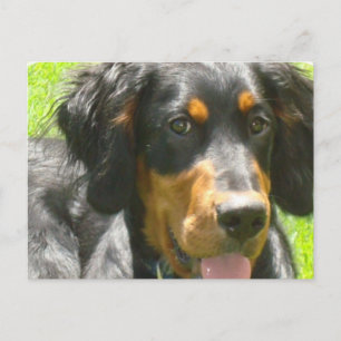 Gordon Setter Dog Briefkaart