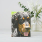 Gordon Setter Dog Briefkaart (Staand voorkant)