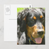 Gordon Setter Dog Briefkaart (Voorkant / Achterkant)