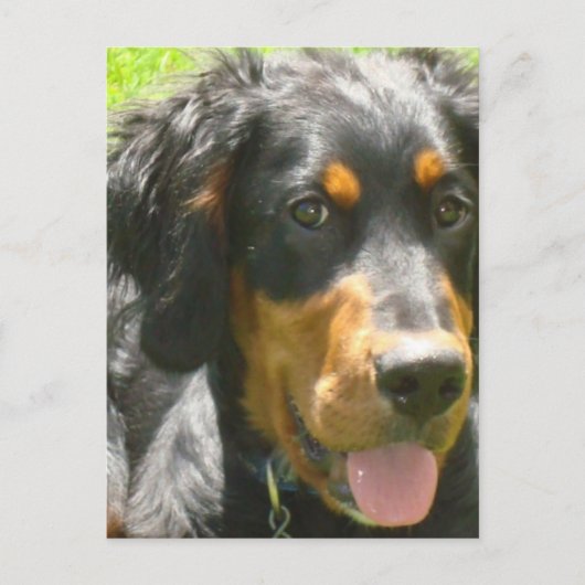Gordon Setter Dog Briefkaart (Voorkant)