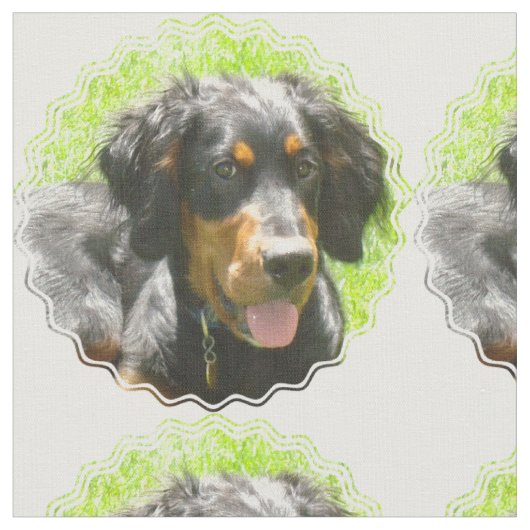 Gordon Setter Dog Stof (Close Up)