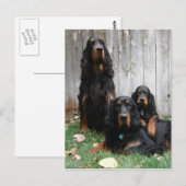 Gordon Setter Generations Briefkaart (Voorkant / Achterkant)