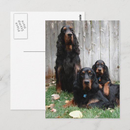 Gordon Setter Generations Briefkaart (Voorkant / Achterkant)