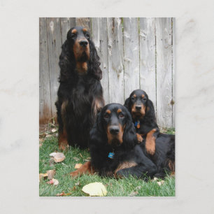 Gordon Setter Generations Briefkaart