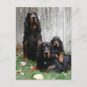 Gordon Setter Generations Briefkaart (Voorkant)