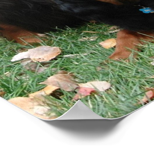 Gordon Setter Generations Canvas afdrukken Poster (Hoek)