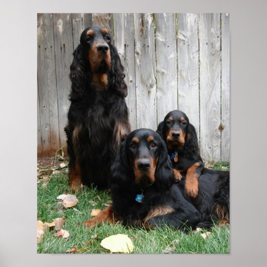 Gordon Setter Generations Canvas afdrukken Poster (Voorkant)