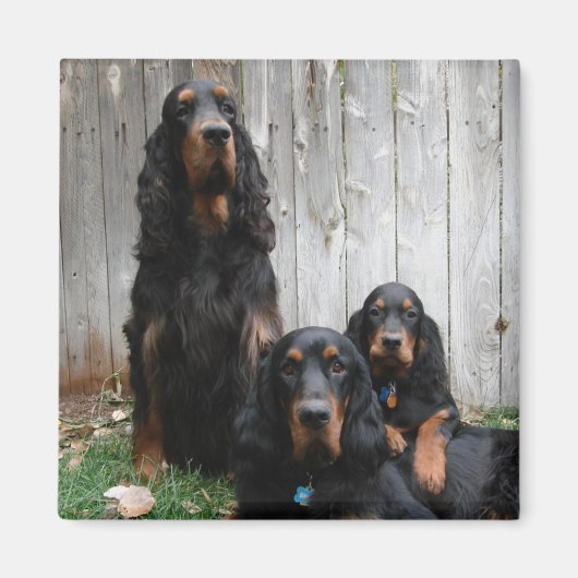 Gordon Setter Generations Magnet (Voorkant)