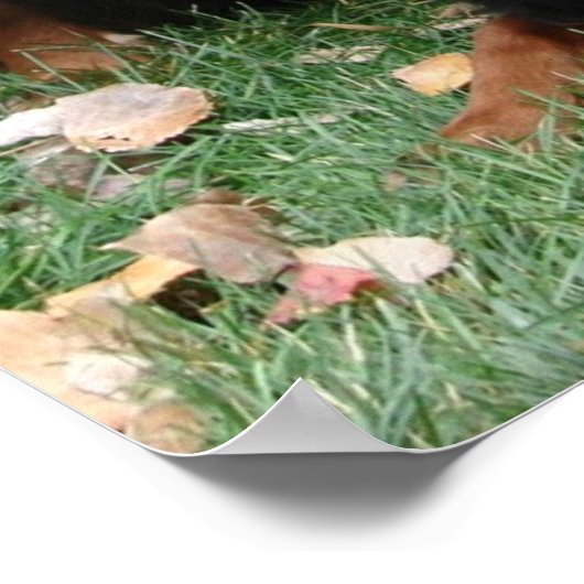 Gordon Setter Generations Poster (Hoek)