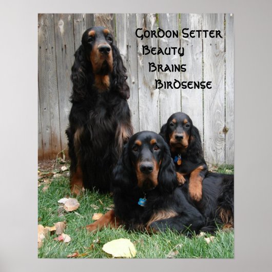 Gordon Setter Generations Poster (Voorkant)