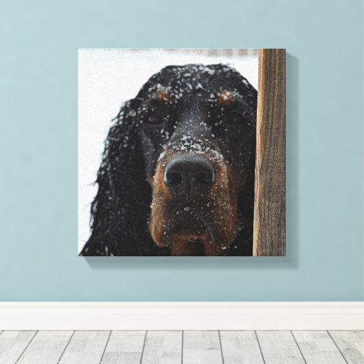 Gordon Setter in Winter Wrapped Canvas (Insitu (Houten vloer))
