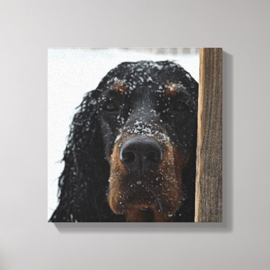 Gordon Setter in Winter Wrapped Canvas (Voorkant)