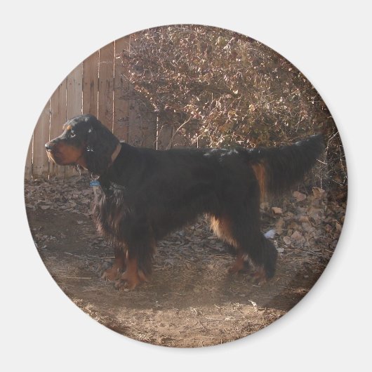 Gordon Setter Magnet (Voorkant)