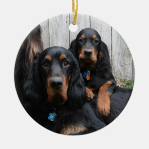 Gordon Setter Pals Foto Ornament