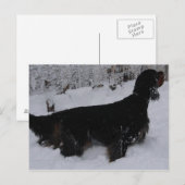Gordon Setter Photo Briefkaart (Voorkant / Achterkant)
