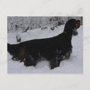 Gordon Setter Photo Briefkaart