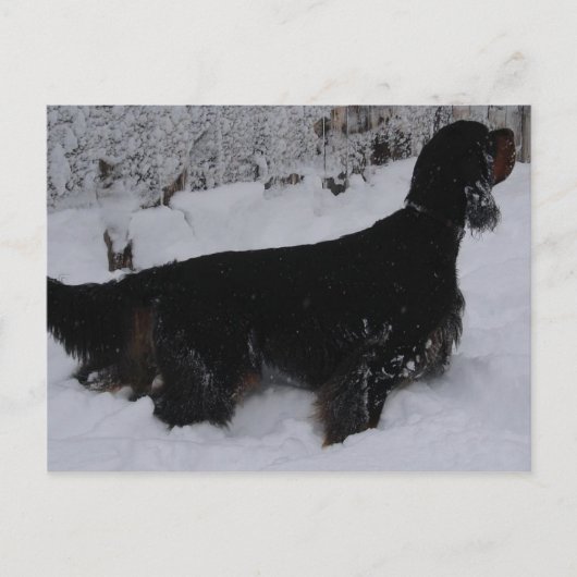 Gordon Setter Photo Briefkaart (Voorkant)