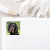gordon setter.png etiket (Insitu)