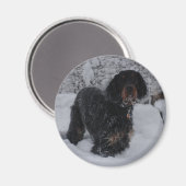 Gordon Setter Puppy Magnet (Voorkant / Achterkant)