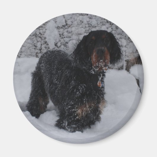 Gordon Setter Puppy Magnet (Voorkant)