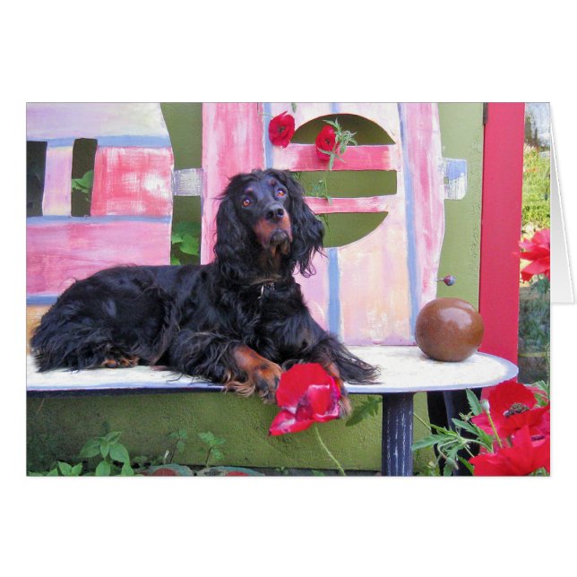 Gordon Setter Shania (Voorkant Horizontaal)