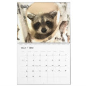 Gordon Wildlife Raccoon Kalender 2024 (Mar 2026)