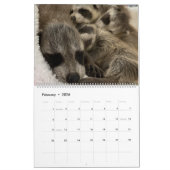 Gordon Wildlife Raccoon Kalender 2024 (Feb 2026)