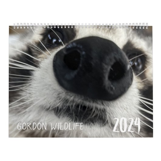 Gordon Wildlife Raccoon Kalender 2024 (Hoes)