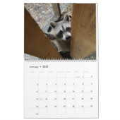 Gordon Wildlife Raccoon Kalender 2024 (Jan 2027)