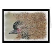 GORGEEUS AFRIKAANSE KRANE (Voorkant Horizontaal)