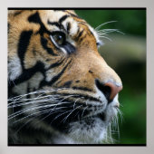 Gorgeous Bengal Tiger Face Poster (Voorkant)