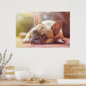 Gorgeous french bulldog lying down poster (Keuken)