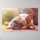 Gorgeous french bulldog lying down poster (Voorkant)