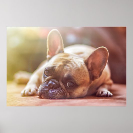 Gorgeous french bulldog lying down poster (Voorkant)