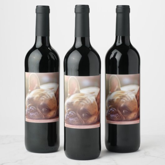 Gorgeous french bulldog lying down wijn etiket (Flessen)