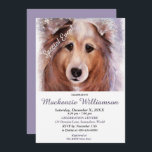 GORGEOUS SHELTI PUPPY WISHEERT HAPPY BIRTHDAY KAART<br><div class="desc">Deze lieve en schattige Sheltie puppy heet je welkom op een leuk feest voor jou en jou, of het nu voor volwassenen of kinderen is. Een unieke uitnodiging voor verjaardagen van elke leeftijd! - afbeelding van de oorspronkelijke schilderij van de waterverf van de ontwerpers. De volledige uitnodiging kan worden aangepast...</div>