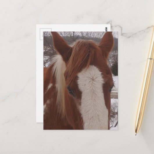 Gorgeous Winter Paint Horse Mare Briefkaart (Voorkant / Achterkant in situ)