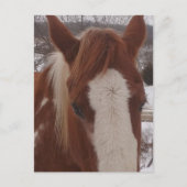 Gorgeous Winter Paint Horse Mare Briefkaart (Voorkant)