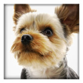Gorgeous Yorkshire Terrier Foto Afdruk (Voorkant)
