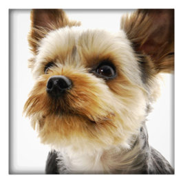 Gorgeous Yorkshire Terrier Foto Afdruk